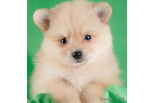 成約済の東京都のポメラニアン-227651の1枚目